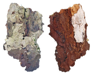 The top and bottom view of a fragment of aspen tree rotten  bark with a colony of growing  forest lichen. Isolated