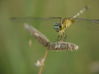 dragonfly on a flower