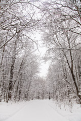 Beautiful winter forest landscape, trees covered snow