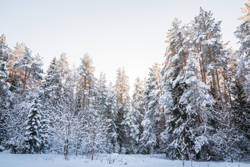 Beautiful winter scenery with forest full of trees covered snow
