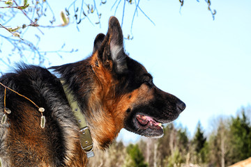 Dog German Shepherd outdoors in a summer