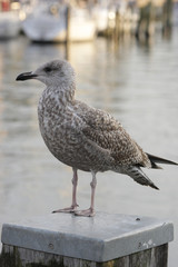 Möwe wartet auf Futter