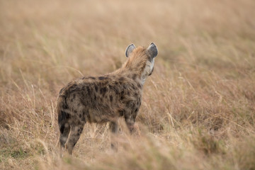 Obraz na płótnie Canvas Hyena in the bush