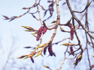 White poplar red male catkins on branch in spring with bokeh background, selective focus, shallow DOF