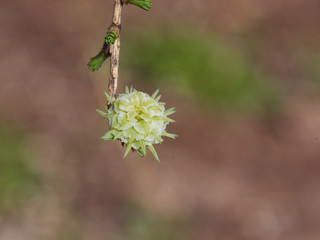 Siberian larch cone buds on branch in spring on bokeh background, selective focus, shallow DOF