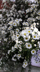 Small white flowers with yellow gerbera are combined in a large number.