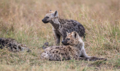 Hyena in the bush