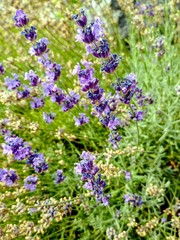 English Lavender in bloom in Summer