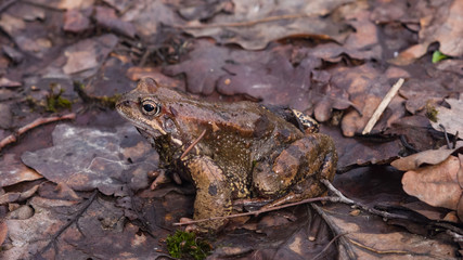 European grass frog or Rana temporaria male in breeding colors close-up portrait, selective focus, shallow DOF
