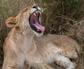 lion opening mouth