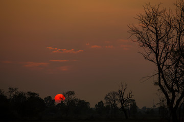 Obraz premium Silhouette of a tree in the sunset, sunset background in the countryside