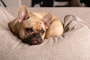 comfort bulldog in sofa