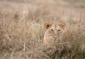 lion in the bush