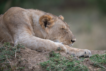 one sleeping lion