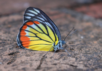 Close up of a colourful yellow and orange Delias hyparete indica butterfly resting on the ruins of an ancient Wat in Ayutthaya, Thailand