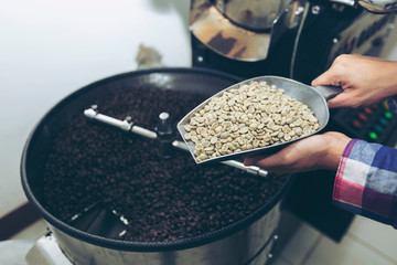  Woman holding coffee beans before roast on hands, checking diffrent physical quality.