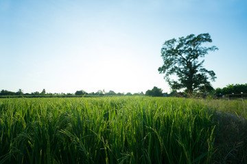 Rice fields at sunset.  The beautiful of nature