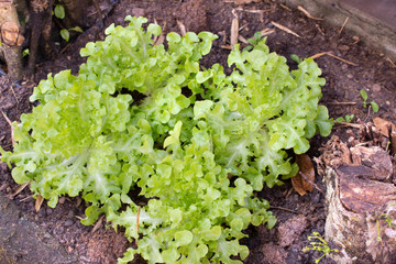 Lettuce plant in garden of agricultural plantation farm at countryside