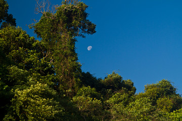 Mangrove in Thailand