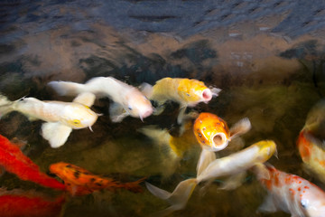 Blurred motion of water and Fancy carp or Koi fish swimming at water pond in the garden