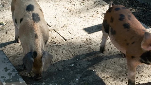 Medium shot in slow motion of two pigs as one pig pushes the other with its snout.