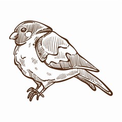 Bullfinch winter bird with plumage monochrome sketch outline