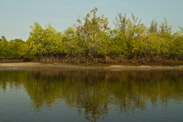 Mangrove in Thailand