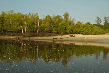 Mangrove in Thailand