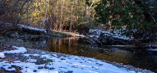 early winter forest