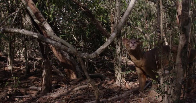 Fossa in Madagascar forest, slow motion