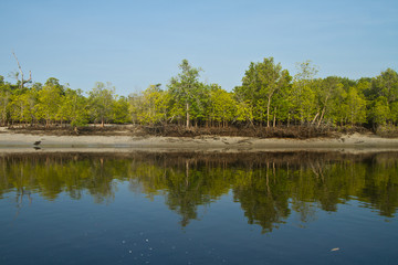 Obraz premium Mangrove in Thailand