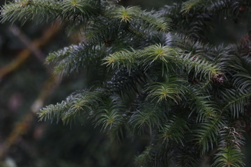 Needle-shaped Leaves, Pine Tree is an Evergreen Tree 