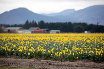 Daffodil growing in a field. 
