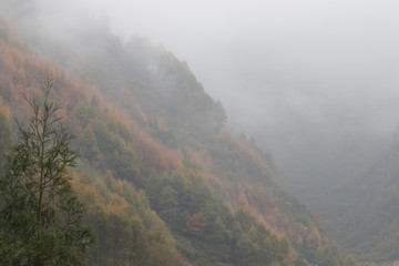 the leaves turn gold and the mist covers most of the area, peaceful and tranquil , it is.