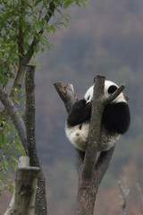 Cute Pose of Sleeping Panda, China