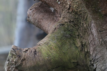 Close up the Texture of Tree Bark