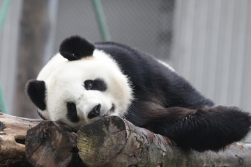 Fototapeta premium Sleepy Giant Panda, China