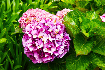 Beautiful bright pink flower in hidden Lombard Street garden