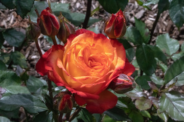 Rose In Garden