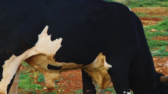 SLOWMO Muscle twitching on wild cow with thorns stuck in its side, Curacao