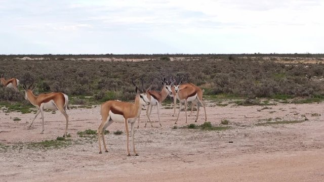 Group of springboks playing near the road in Etosha National Park. Namibia. Africa safari.