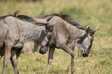 wildebeest side body