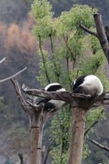 2 Panda Cubs on the Tree, China