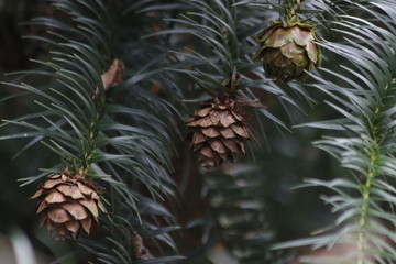 Naklejka na ściany i meble Pine Cone in Autumn