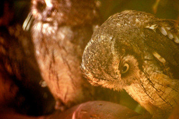 corujas owl eye