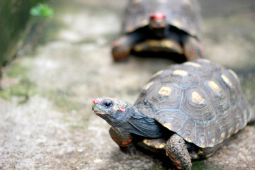 As Tartarugas Filhotes