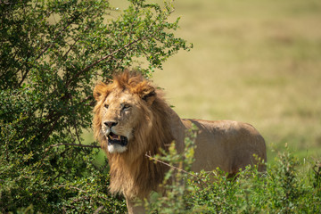 lion in the bush