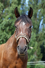 Obraz premium Head of a healthy sport horseduring dressage at rural equestrian center