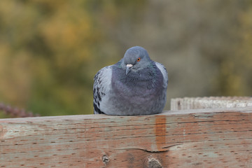 pigeon on a Rail