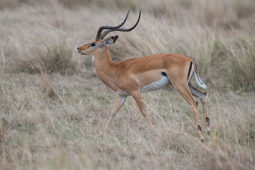 one Thomson Gazelle 